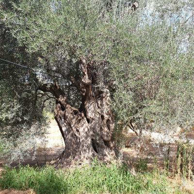 400 year old olive