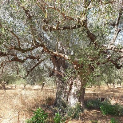 200 year old olive